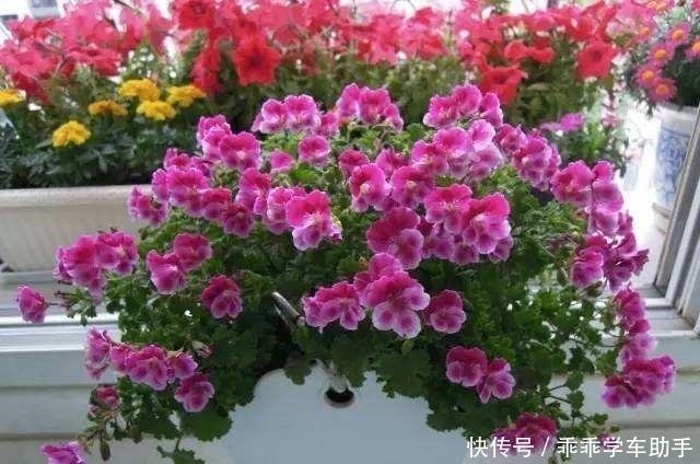 阳台养花就养它，耐热好养、开花多，夏天开到爆盆，像一个小花园！