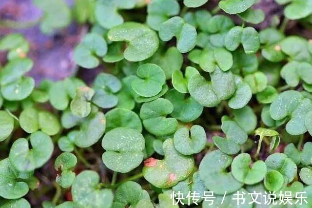 野草|农田里的野草，农民当杂草除，城里卖8元一斤，是上好野菜！