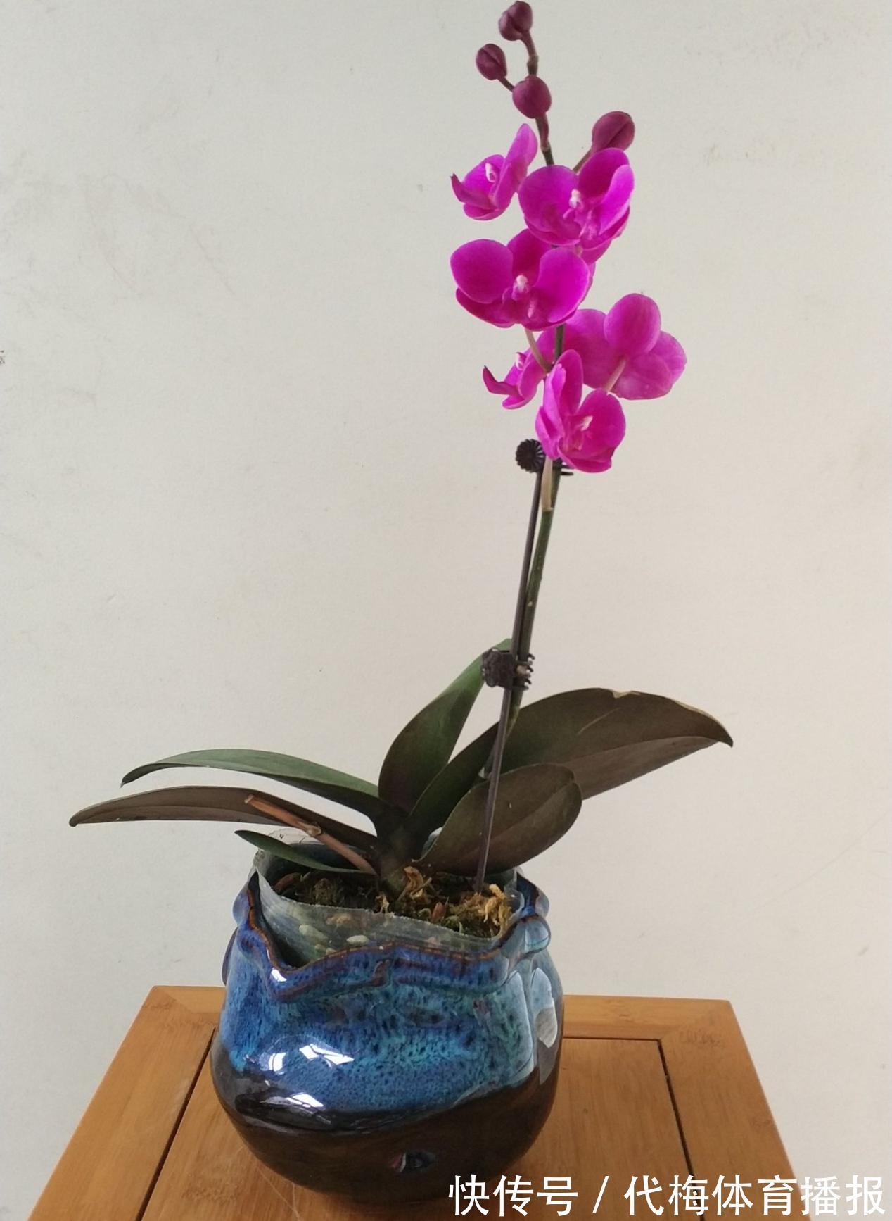 蝴蝶兰被扔路边,捡回去能养活吗?按这4点操作,开花长叶子易