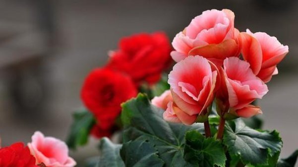 牡丹|夏天别再买这4种花了,白花钱,成活率低得可怜