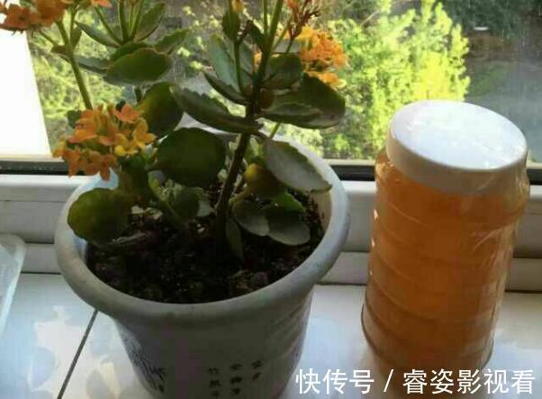 给长寿花“吃点肥料”,春节花苞特别多,大苗小苗肥肥壮壮