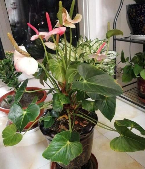  土壤|喜欢盆栽红掌吗？这里有你需要的养殖知识和繁殖技巧