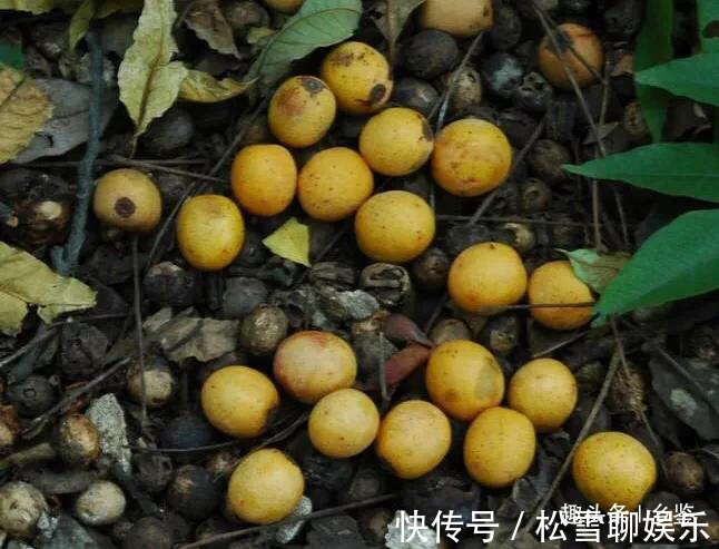 野果|农村这野果似枇杷,挂在树上无人摘,掉落地上却抢着捡,见过吗