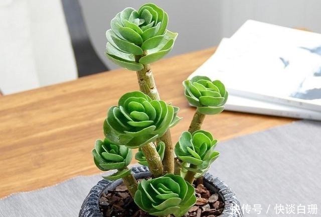 养护|这7款多肉名字金贵,寓意招财纳福,家中养一盆准没错