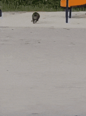 |搞笑GIF:说实话这个世上就没有我不敢惹的人,除了穿纸尿裤的!