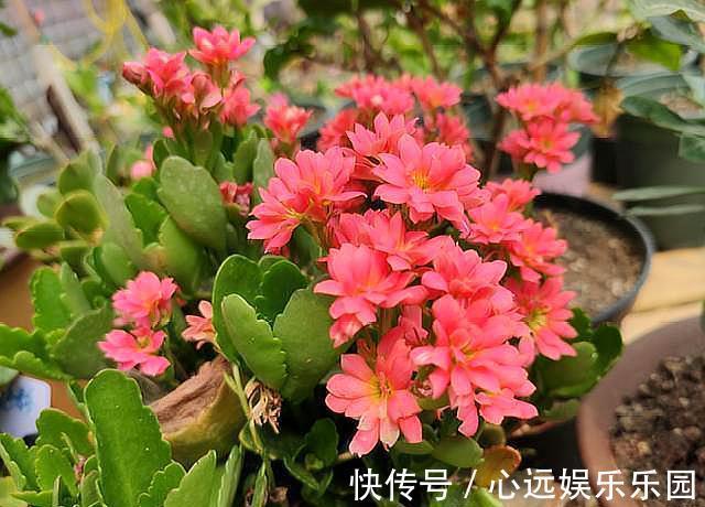爆盆|养长寿花,换盆记住“正确时间”,操作得当,才能快生长,开爆盆