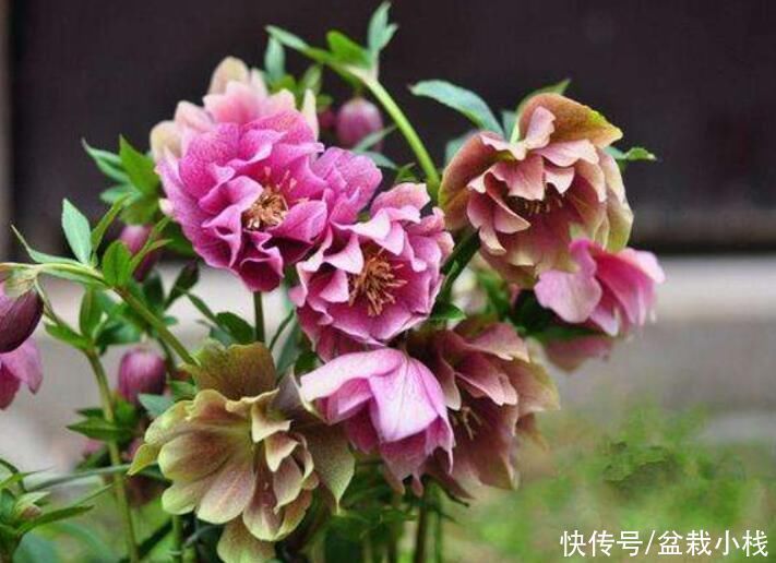 花卉|名字不好听，花朵很鲜艳，知道的花友不多，你认识吗？