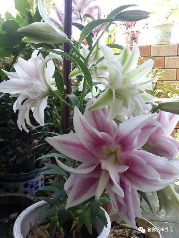 3种花比香水好闻，随便养1盆，异味跑光光，家里清香四溢！