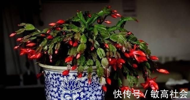 养蟹爪兰时先养根，盆里埋点这种东西，根系更旺，开花更多