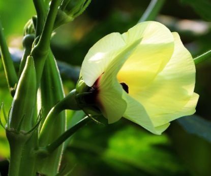 形状像棉花像杨桃，口感似鱼子酱，价值不只是美味