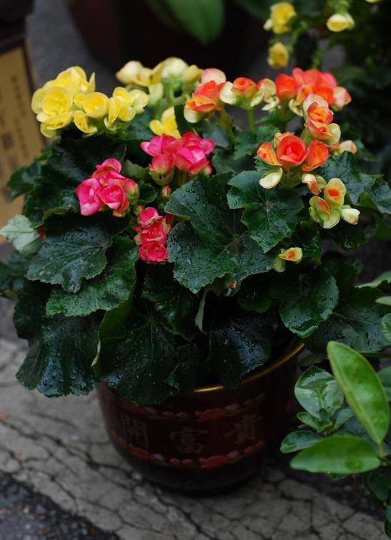 几种盆栽不必买,一片叶子丢土上,就能长爆一大盆!