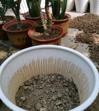 养花的土,这样消毒“处理一下”,没有虫子病菌,花草长得旺!