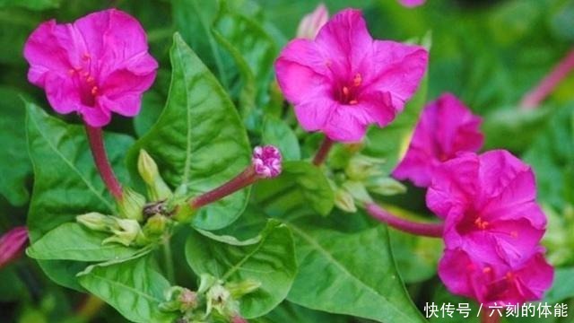 这5种草本花卉，适合栽种到院子里，花期群花争艳！