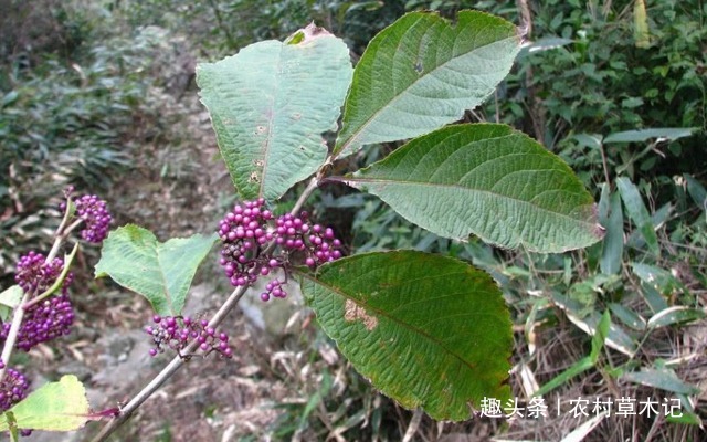 老鸦糊|山里这野果，磨成粉能“醉鱼”，半小时捡一筐，你们认识吗