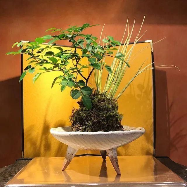 山野草，也高雅！