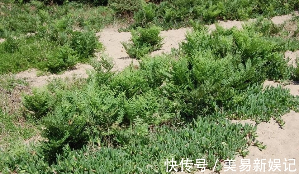 植物|全身带毒还致癌,为啥还要吃这玩意儿?