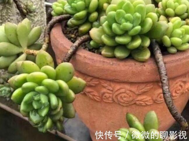 剪刀|多肉徒长了怎么撸叶子不留痕迹,又能变漂亮的老桩