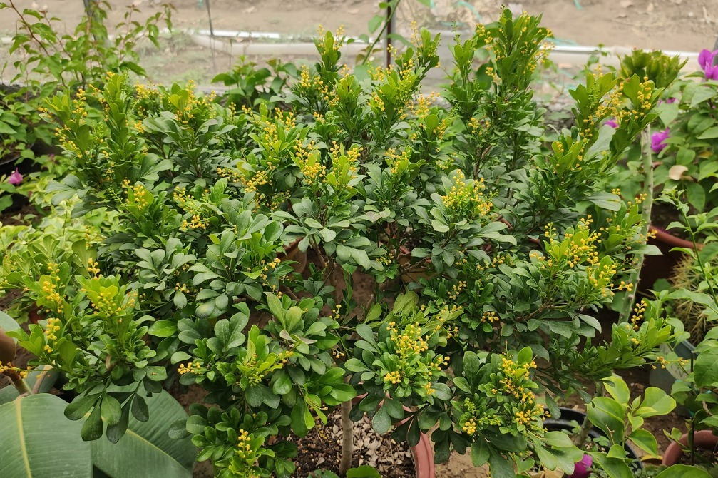 阳台养上8种花,一年四季有花看,新手也能养,打造阳台小花园