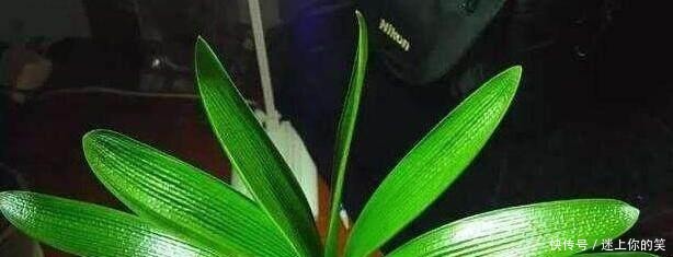 2种小“玩意”扔盆里,君子兰长爆了,5年不施肥,也能1年2次花!