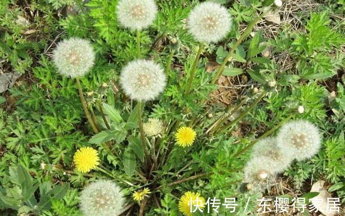 冬病夏治|蒲公英泡水喝只能败火?要是有这些病症也能用蒲公英来缓解