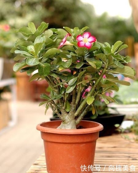 花花|沙漠玫瑰不难养，15天冒新芽，年年都开花！