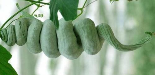 女性到了中年，常吃幾種食物，排毒養(yǎng)顏，延緩衰老，好處多多