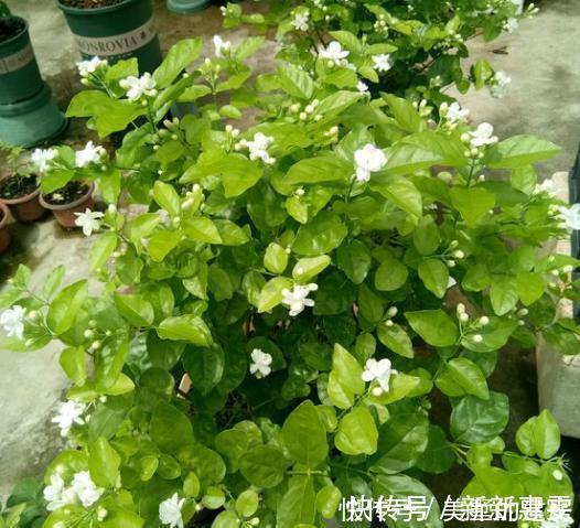磷钾肥料|茉莉花养护“小诀窍”,小苗变大树,枝叶繁茂开花多,就差这几步