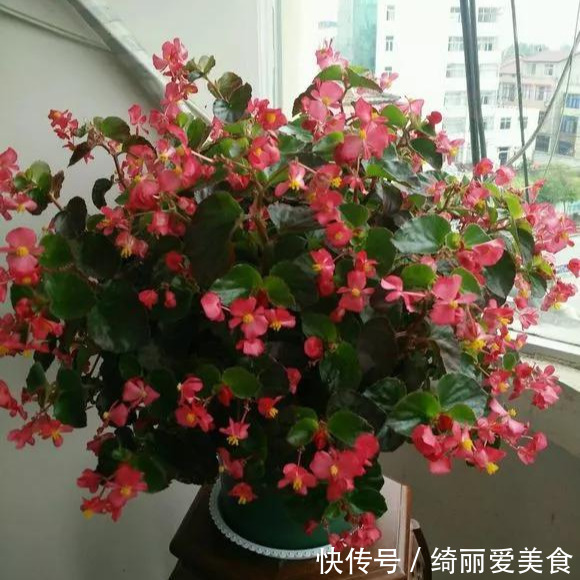 养花技巧:粗生粗养也能四季开花!少养1种都觉得亏了