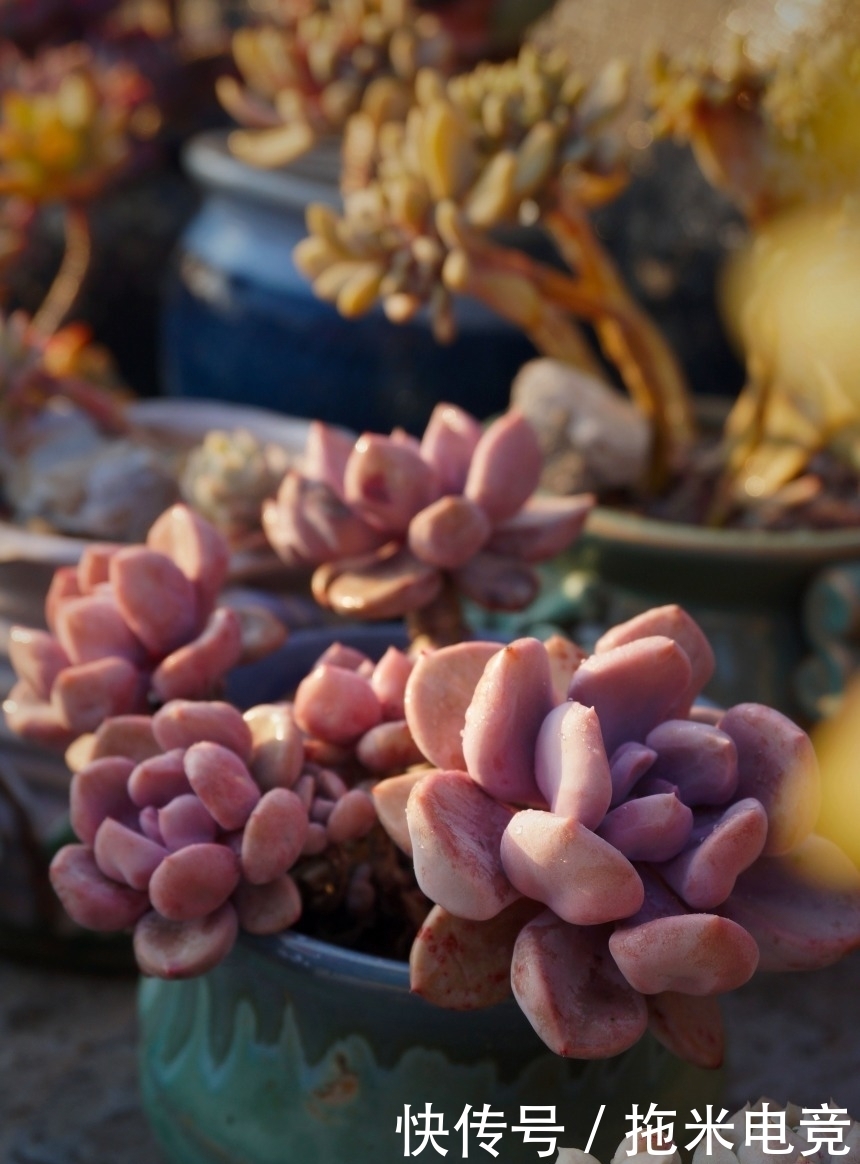 春天，去天台赏肉