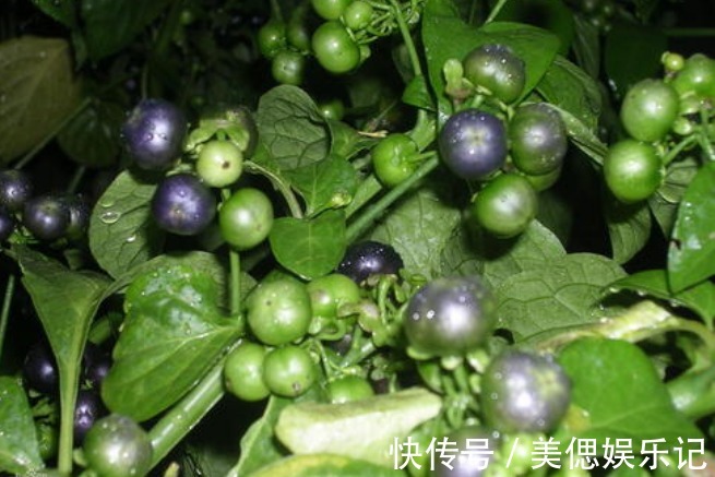 野草|农村人当成“野草”,城里人花钱买不找,遇到要找点回家