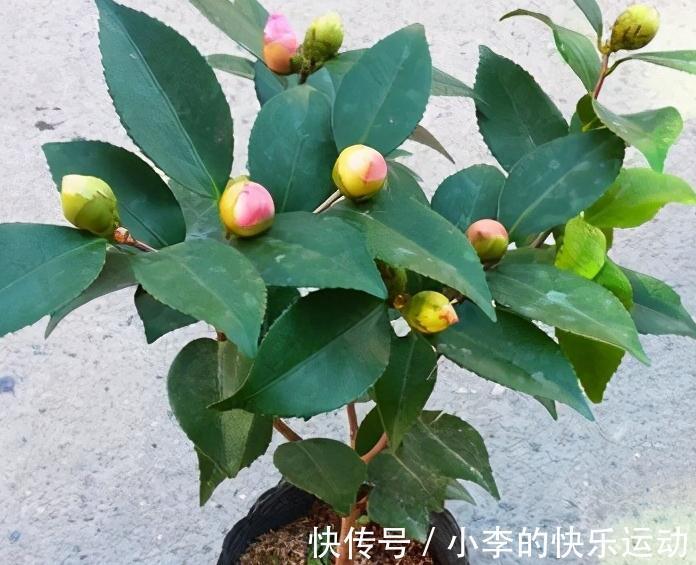 茶花上市了，买回家不会养，做好4件事，不掉花苞，好养活