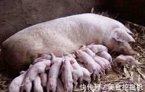 猪仔|母猪怀孕肚子重得拖在地上,这一胎起码怀了20个小猪仔