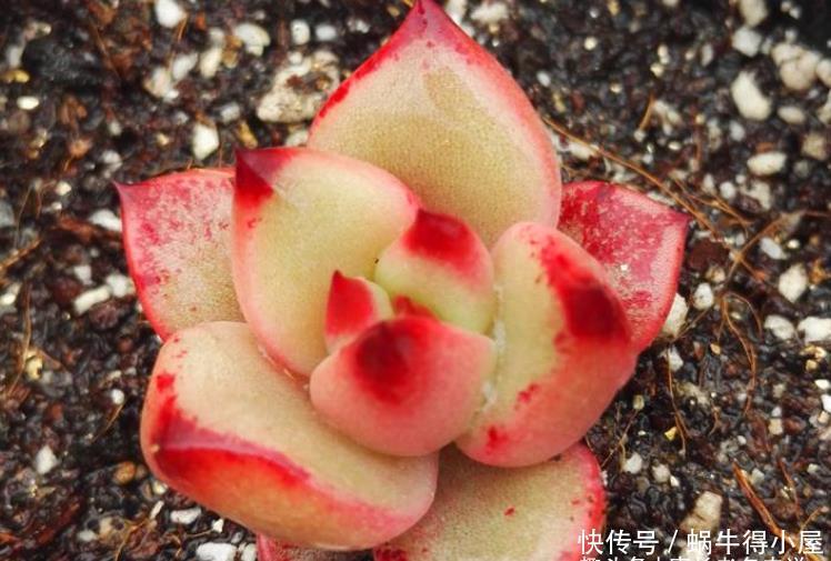 牙签|多肉叶插苗8个月了还跟牙签一样,怎么才能让它长粗和长好看呢?