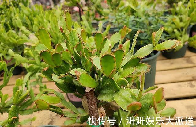 蟹爪兰|蟹爪兰度夏并不难,只需掌握“几要点”,叶片不瘦弱,花期又爆盆