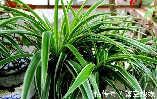 营养成分|家庭养花别靠买、买、买，将黄豆制成肥，让盆栽叶片绿得冒油