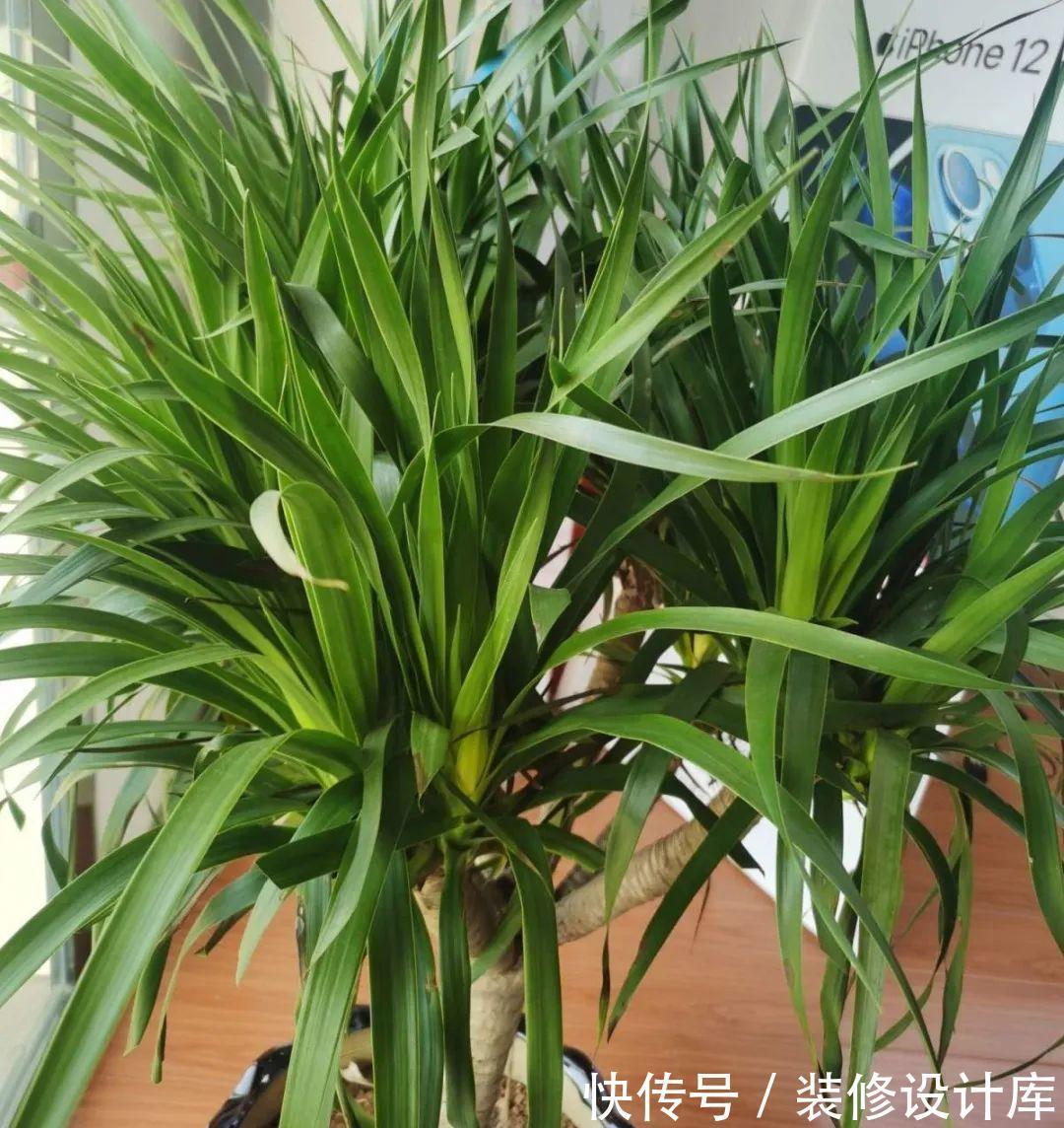 花友|7种花，现在要砍头，冲天炮变成爆炸头