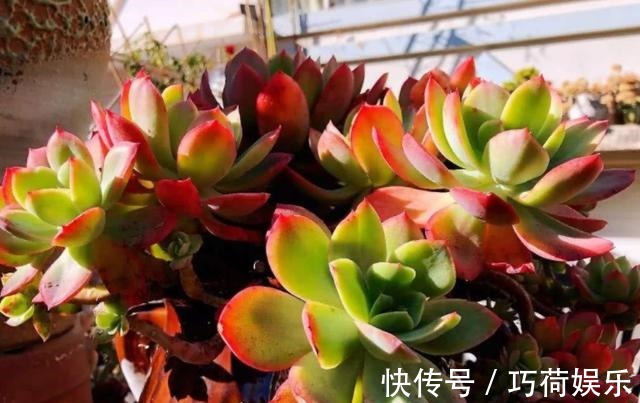 学会给多肉''喷水'',上色容易还好看,1招搞定叶子不着色的难题
