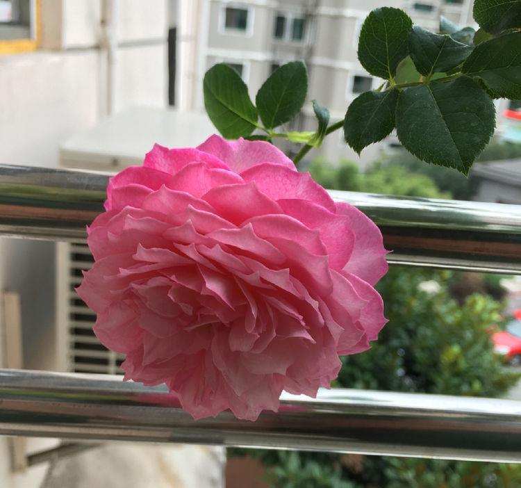 4种花养了就爆盆,好养易活开花漂亮,花美色艳,花儿轻松开爆盆