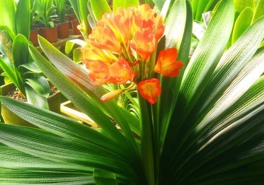 养花养个寓意好的,花色缤纷艳丽,好养如绿萝,一年四季都开花