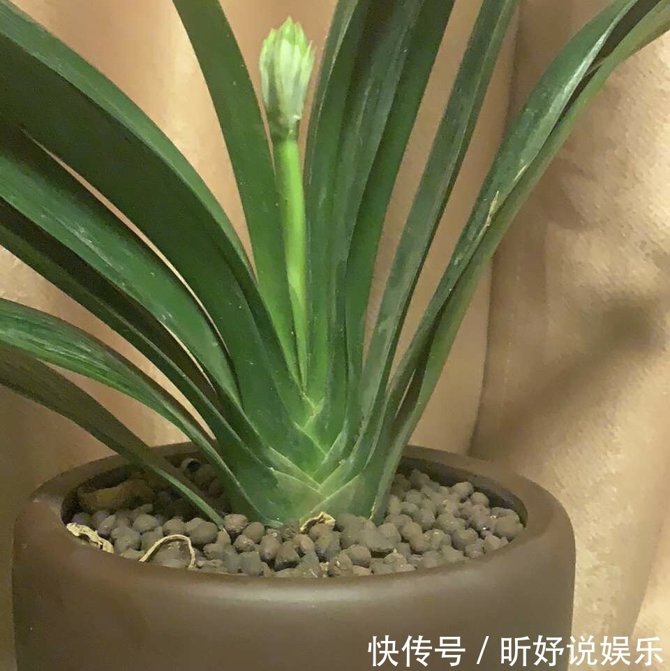 担心“君子兰”今年不开花2种肥料“换着用”，入冬开花不用愁