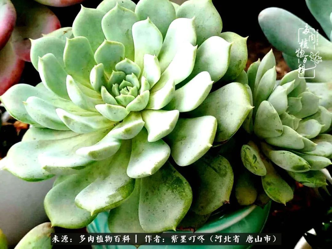 普货|从平凡中寻找美感,从噪杂中寻找宁静——多肉给予我的心灵疗愈!