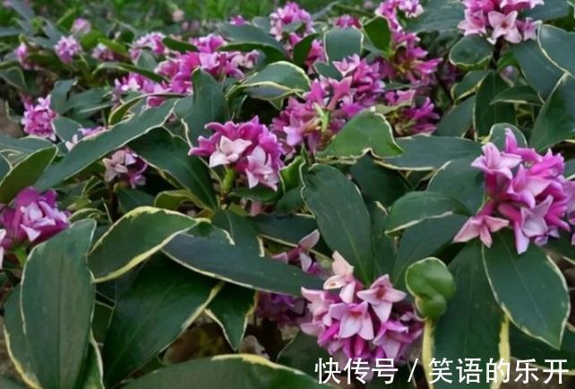 瑞香花秋季管理,做好2点开花翻倍