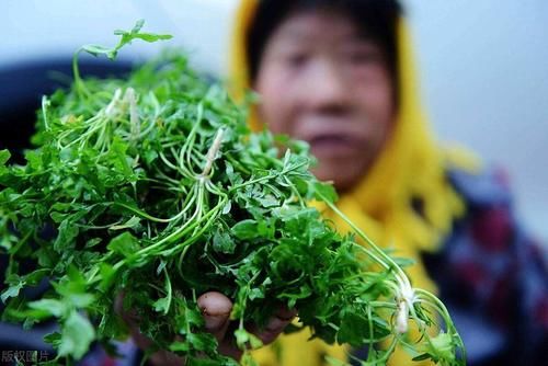 春天吃野菜，这3种一定要焯水，为了家人的健康，可不能偷懒