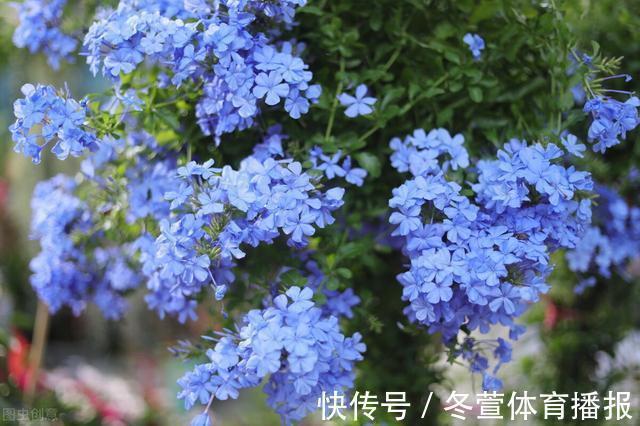 四季海棠|建议大家：逛花市碰到5种花，别犹豫，虽然便宜但巨好养