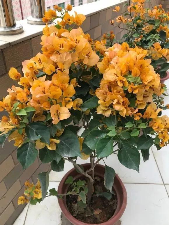 扦插|三角梅的养护大全摘光叶子，少浇水，使劲晒，开花爆满盆