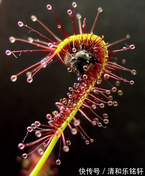 植物界奇葩TOP20,眼界又被刷新了!