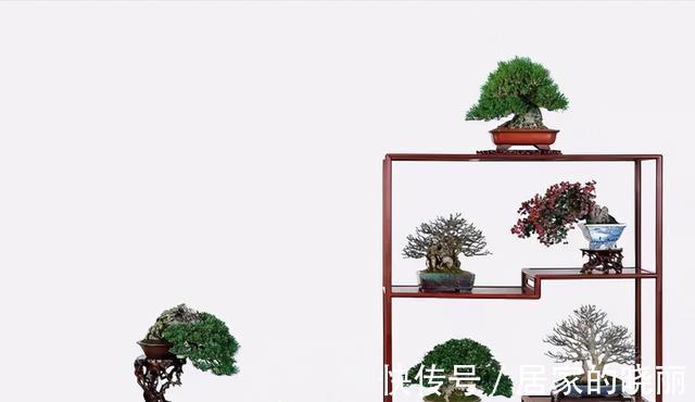 植株|制作微小型盆景,素材的选择是关键,教你如何快速地获取优质素材