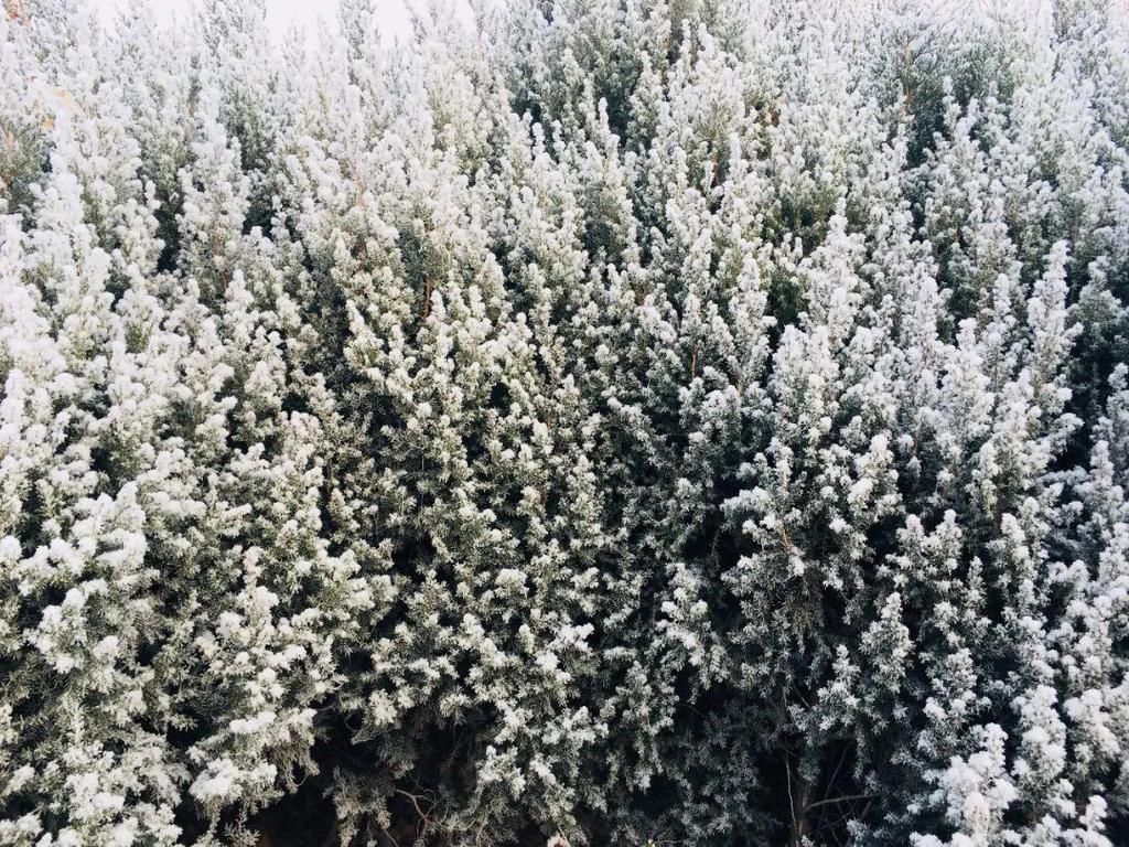 昨晚徐水又悄悄下了一场“雪”！