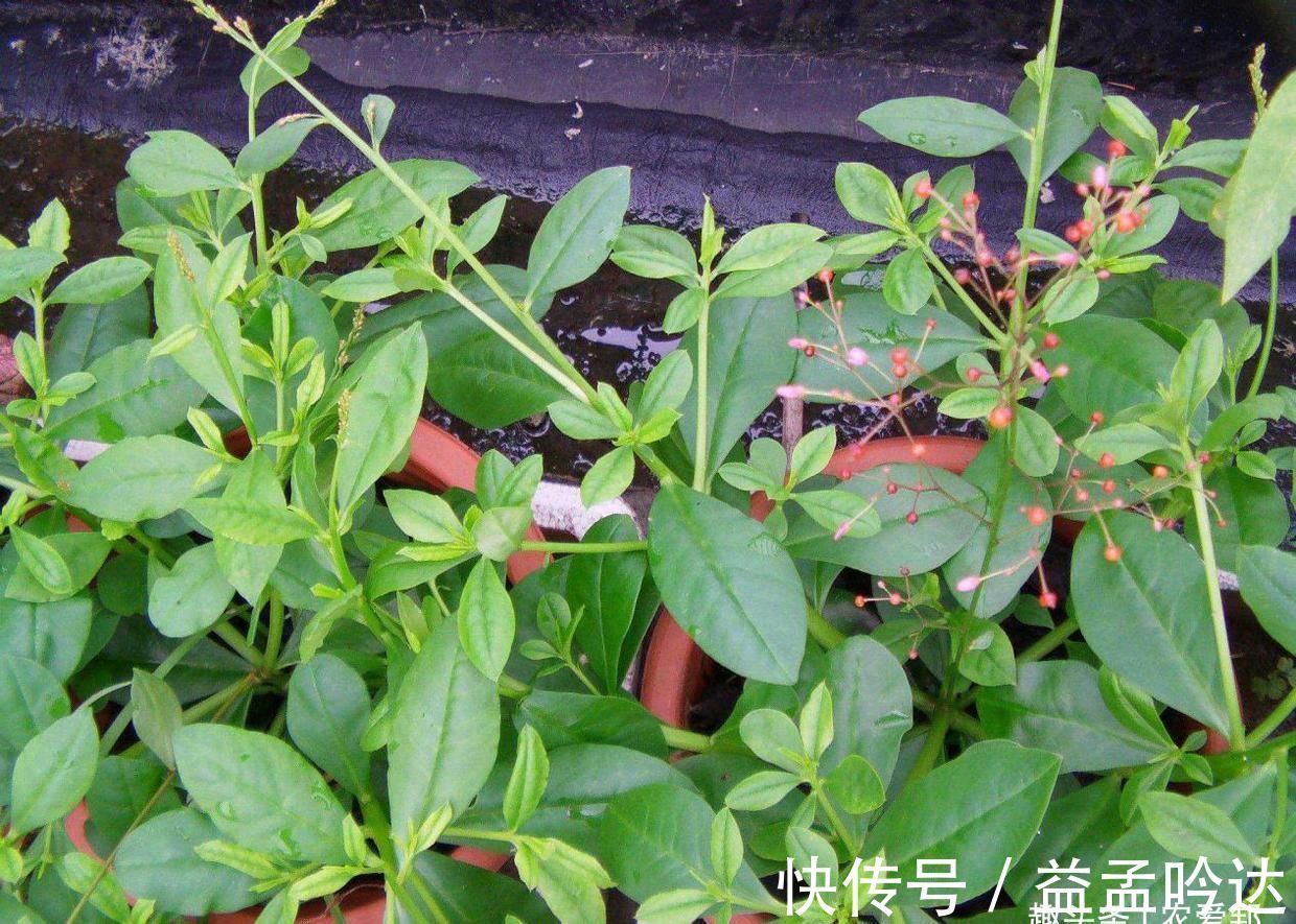 土人参|这个“土人参”不仅仅野草,仍是一个上好野菜,你喜欢吃吗?