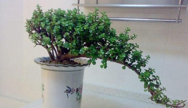 想养盆景就选“它”,一根“小枝条”,变成大“盆景”,只需一年